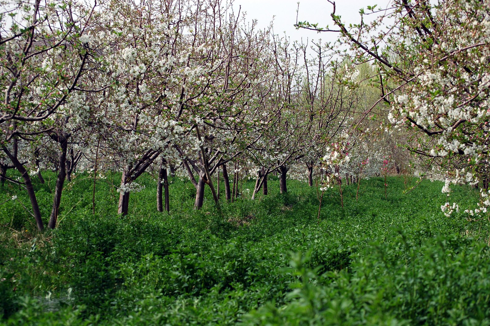 blossoming trees stand in an orchard at the end of a meadow