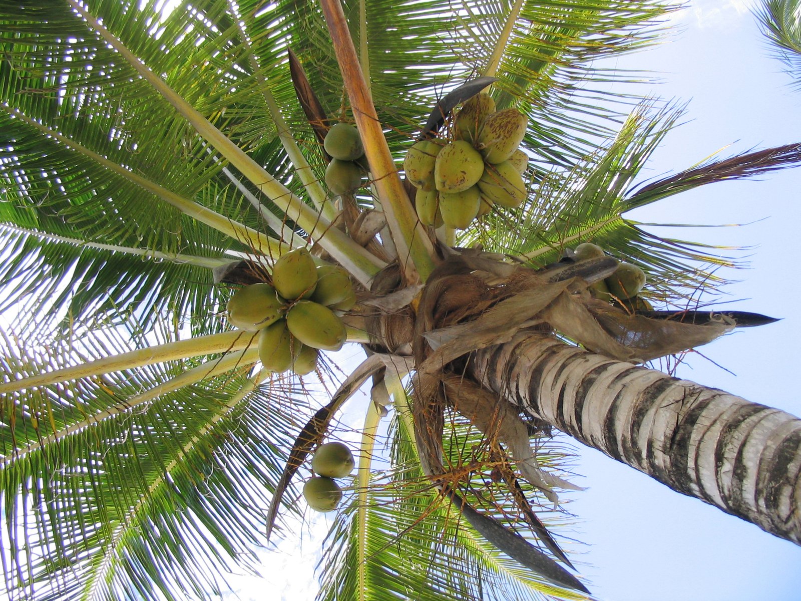a palm tree with some fruits hanging off the leaves