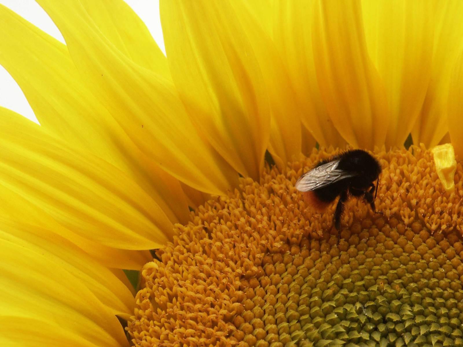 a bee is sitting on the side of a yellow flower