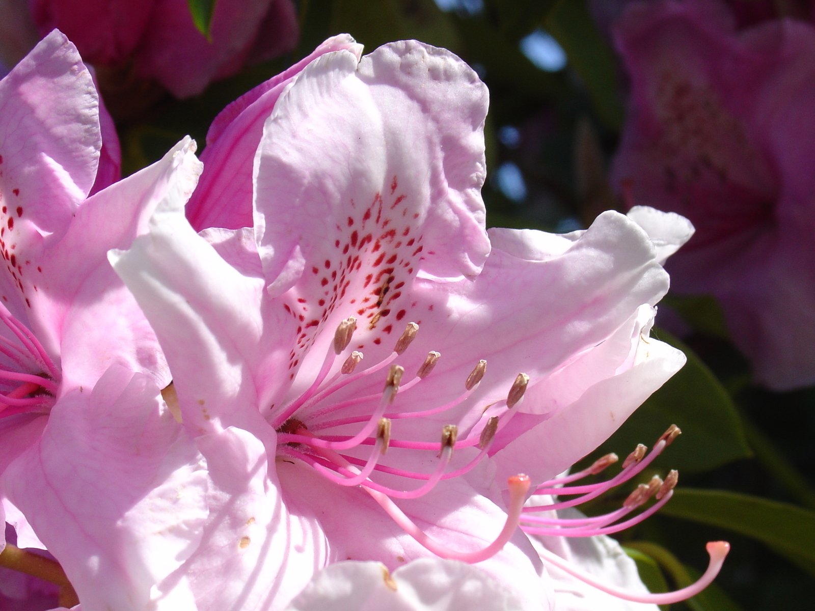 a close up view of some pink flowers