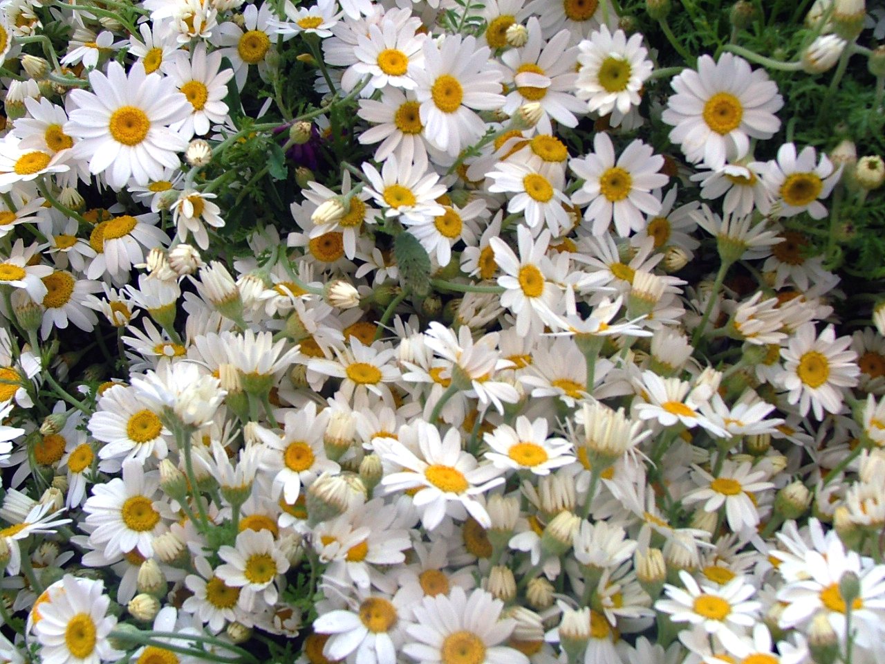 a field full of white flowers next to each other