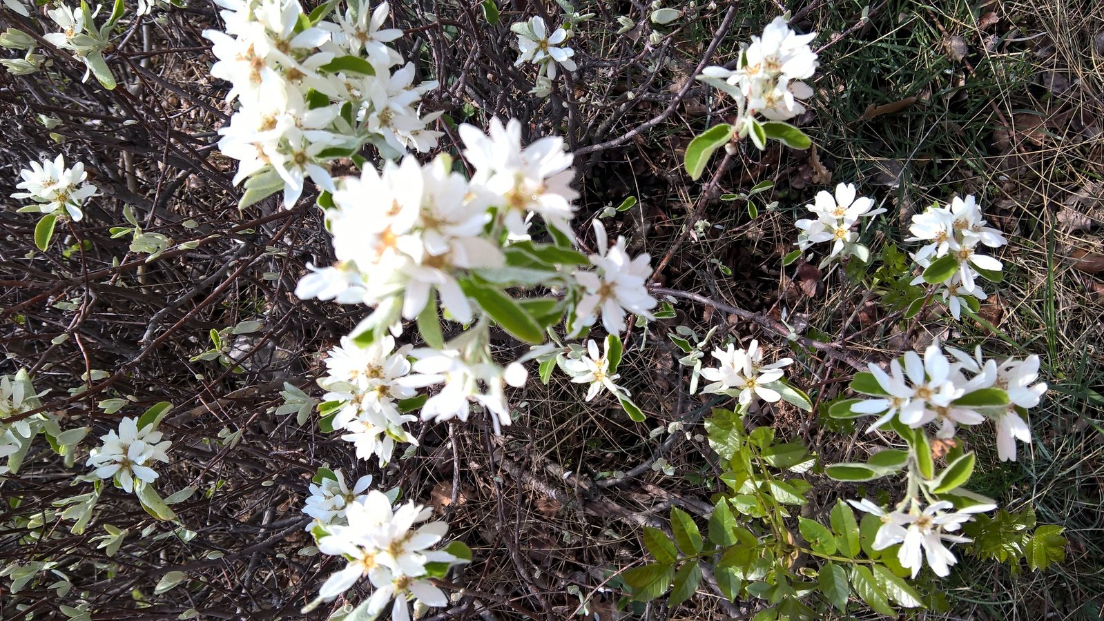 many white flowers that are blooming on the trees