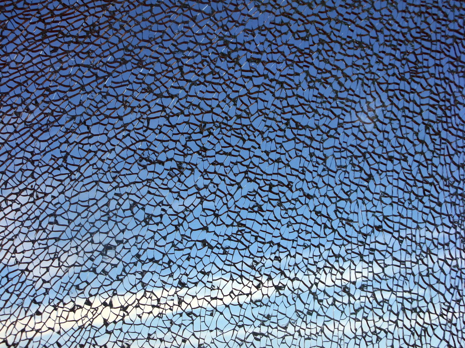 many birds are flying through the sky