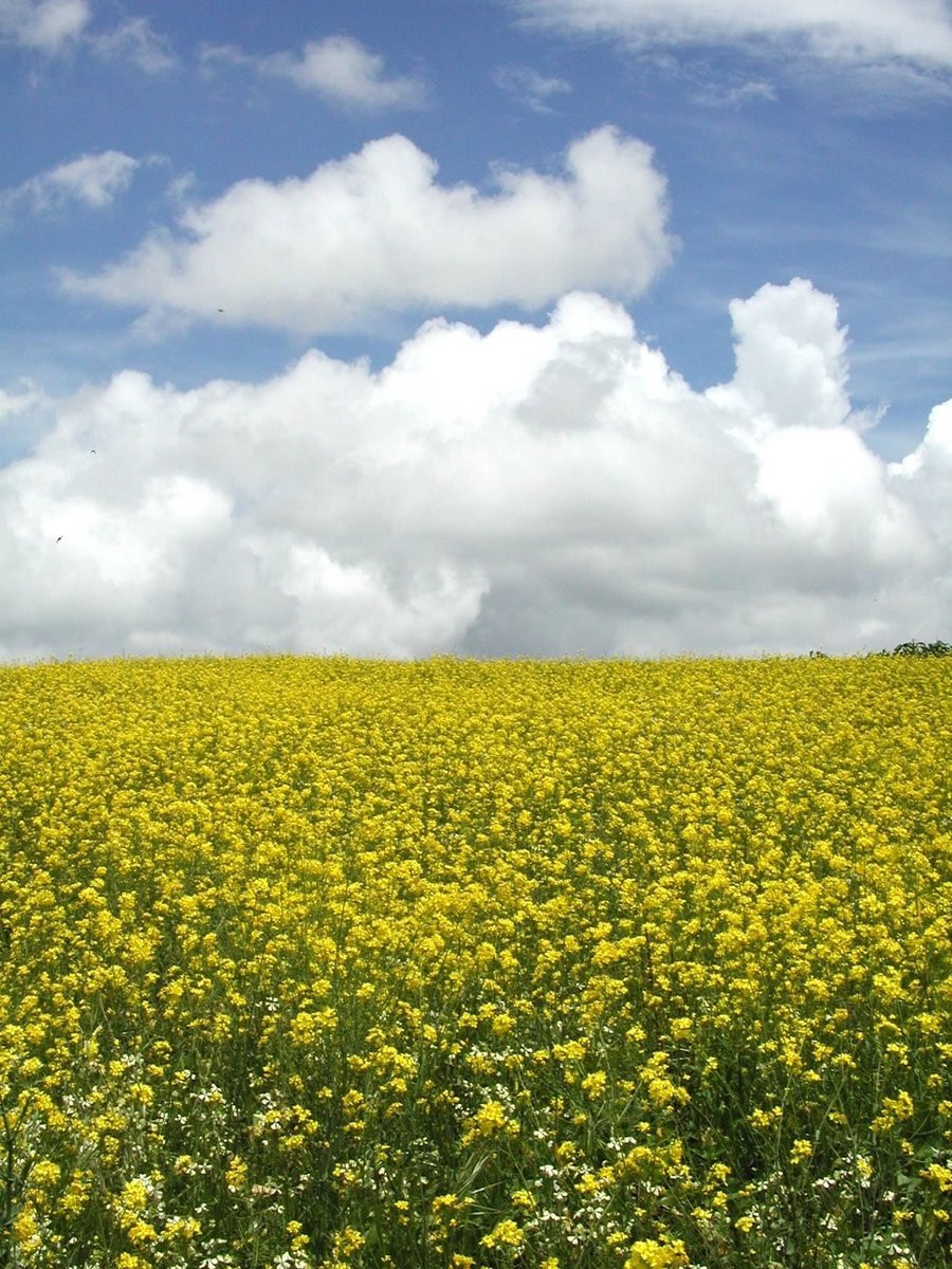 the field has lots of yellow flowers and a blue sky with fluffy clouds