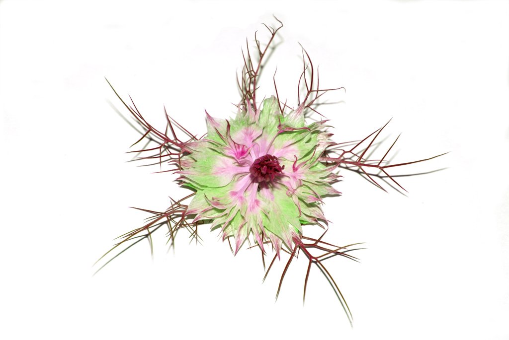 a large cactus with pink and green petals