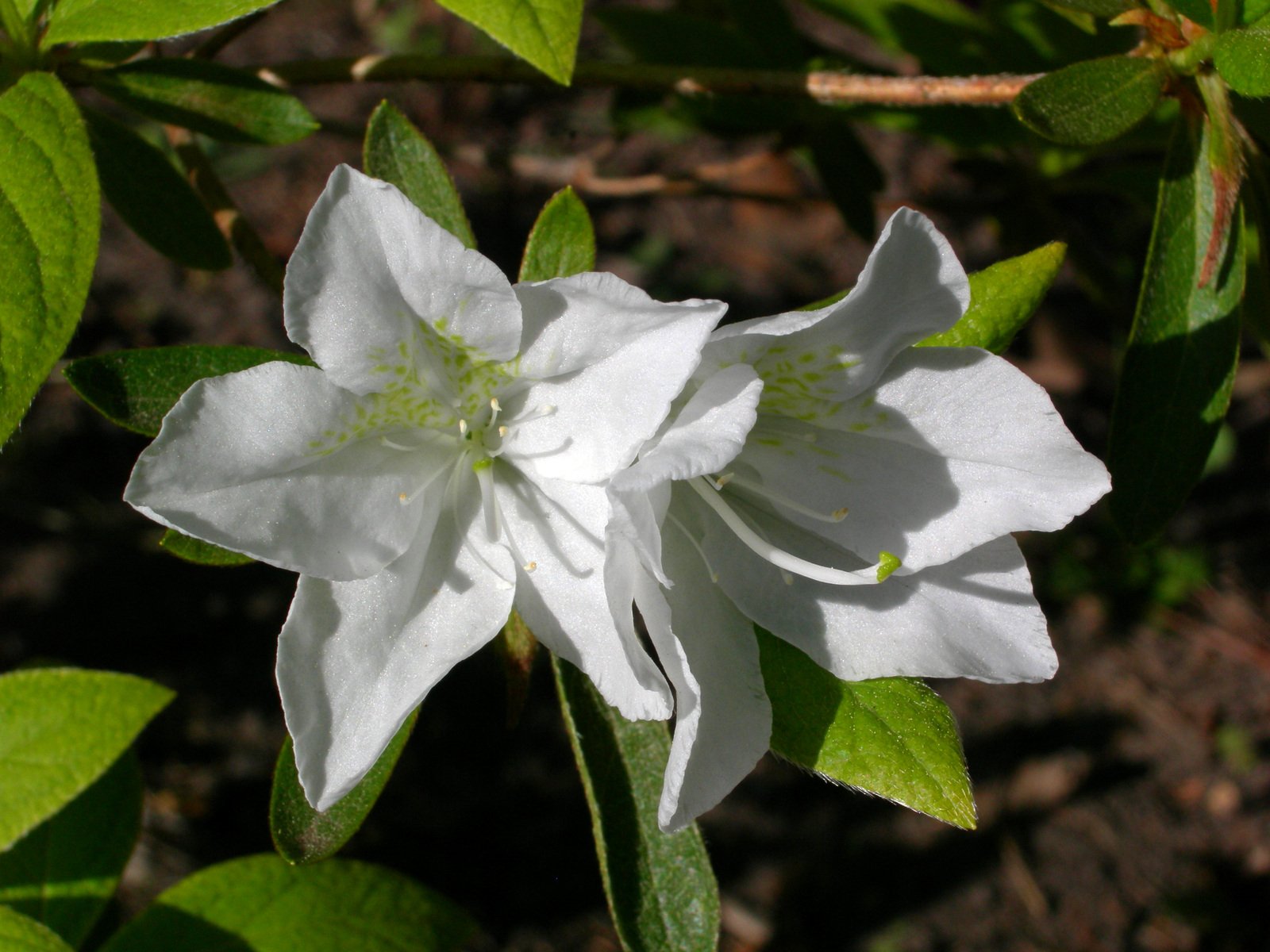 a single white flower with green leaves