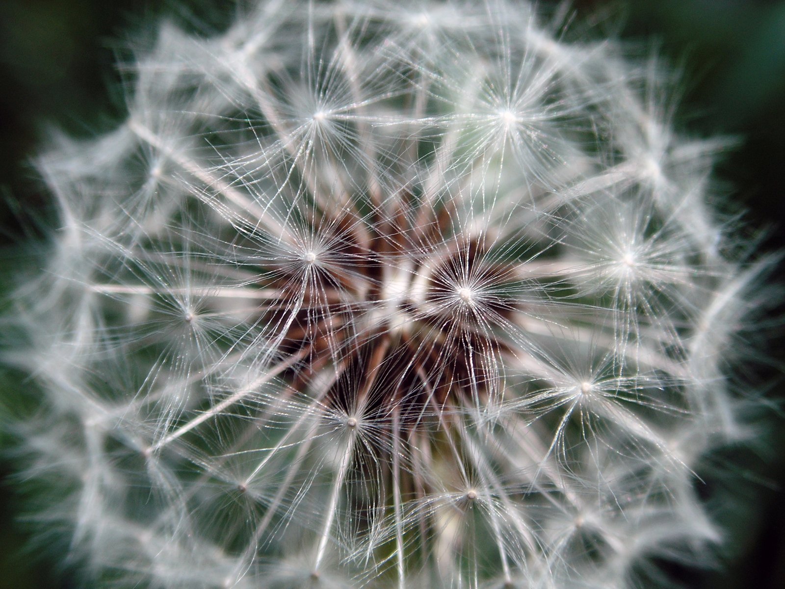 a dandelion is pictured with its seeds turned to show the seed head