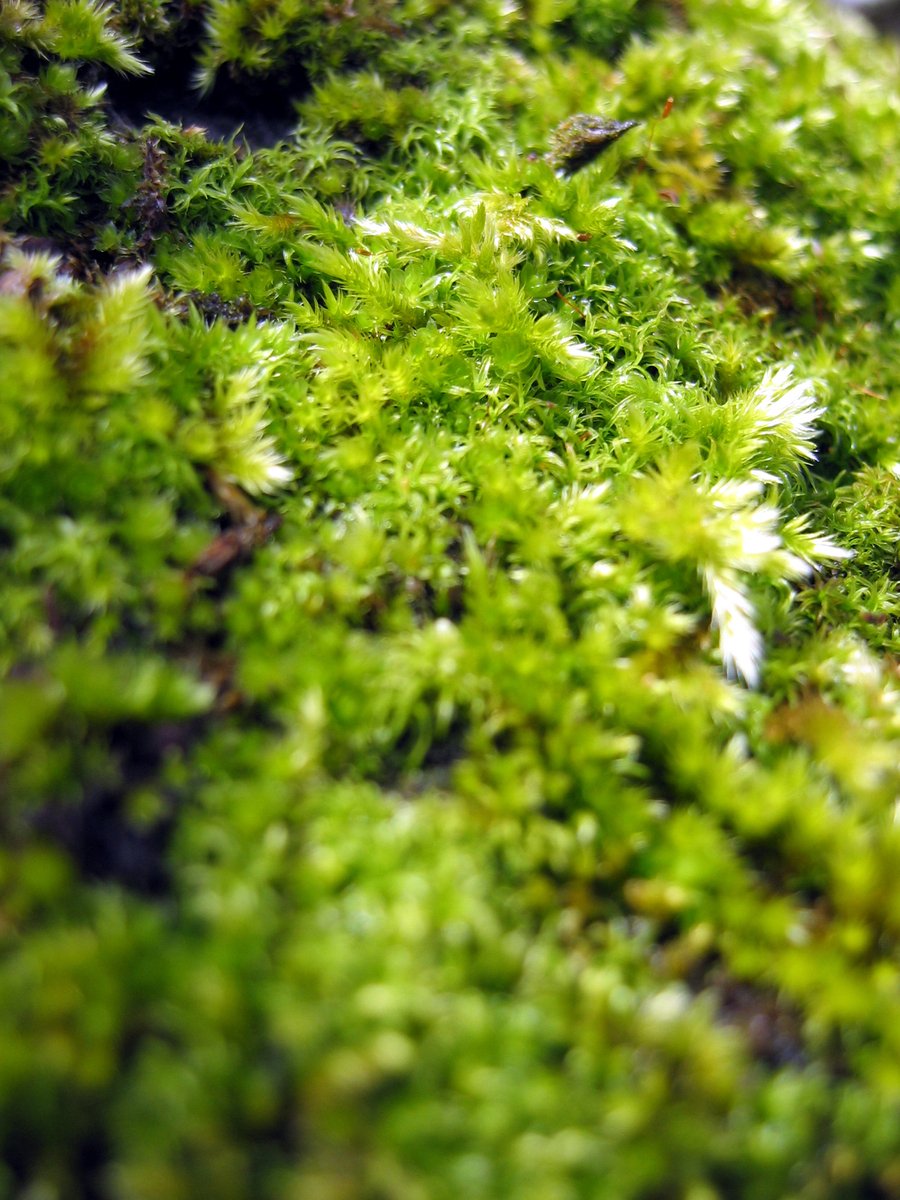 green and white moss growing on the top of a rock