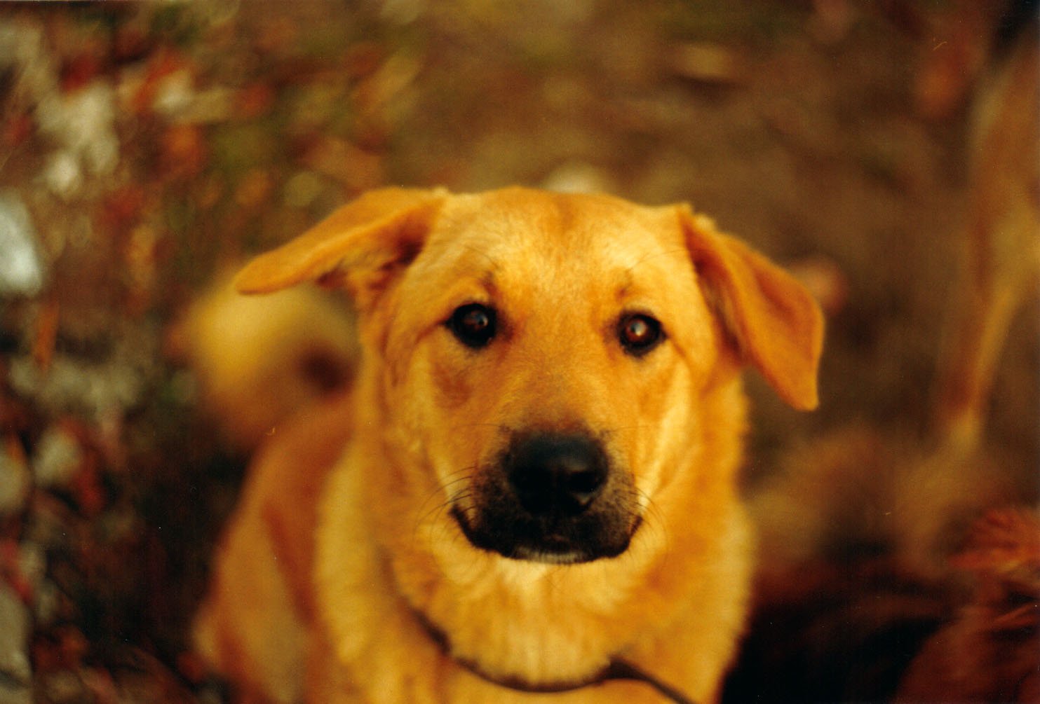 closeup of a dog looking into the camera