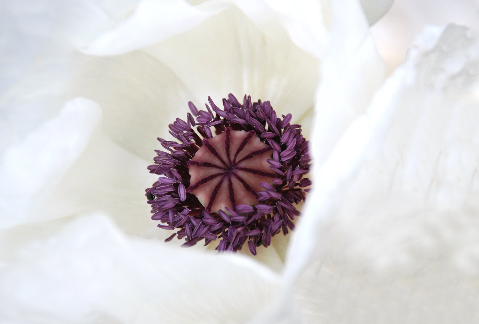 a close up of the center of an unfurnished white flower