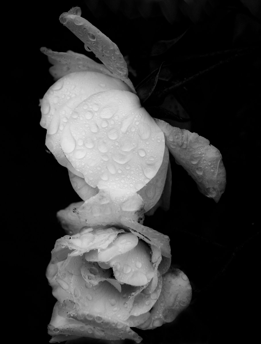 black and white pograph of flowers with rain drops