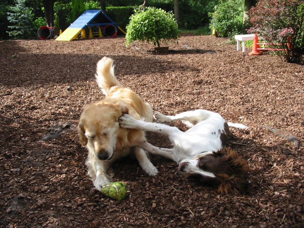 two dogs playing on the ground with a green ball