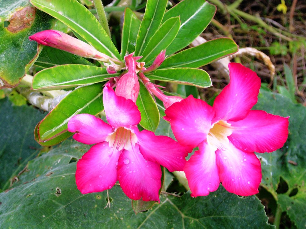 pink flowers and green leaves in bloom