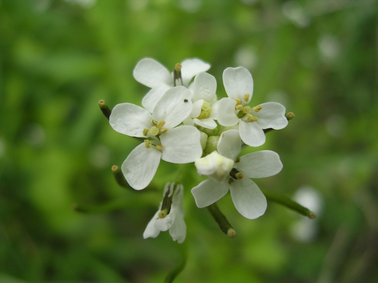 closeup of the white flower of a plant