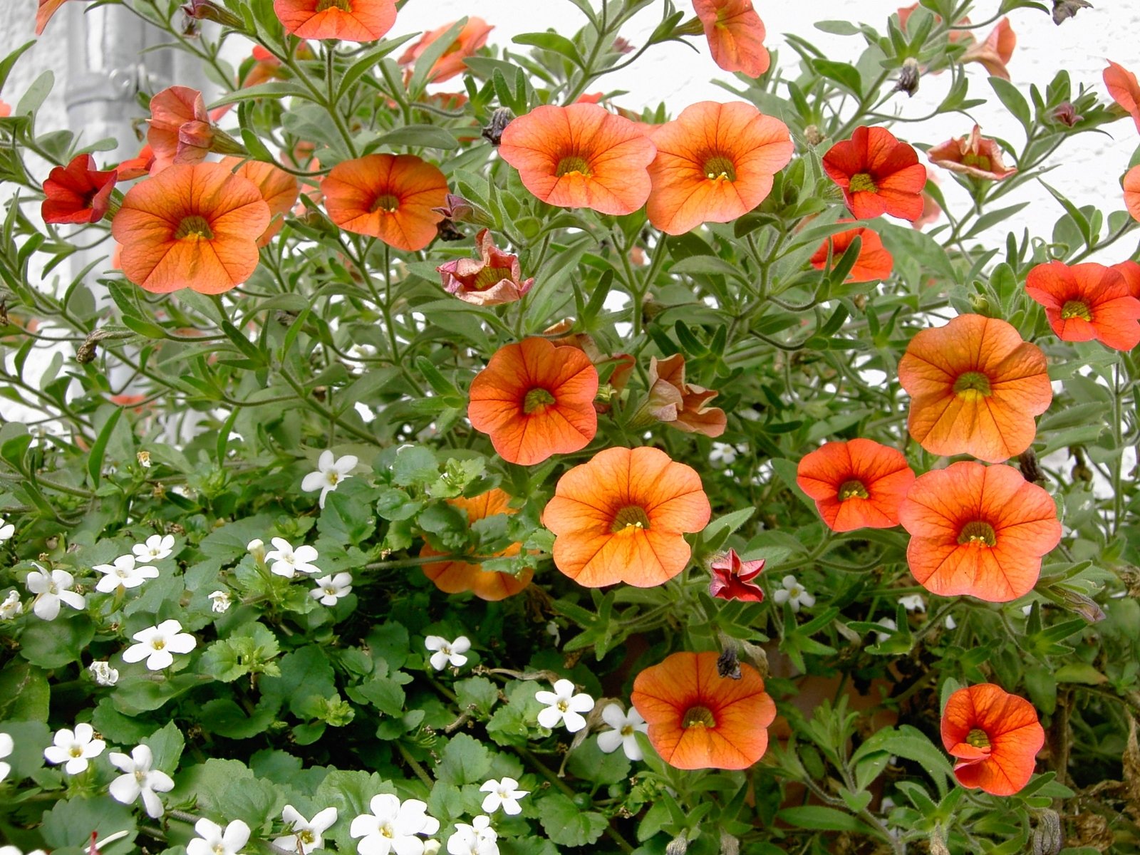 an orange flower surrounded by green leaves and flowers