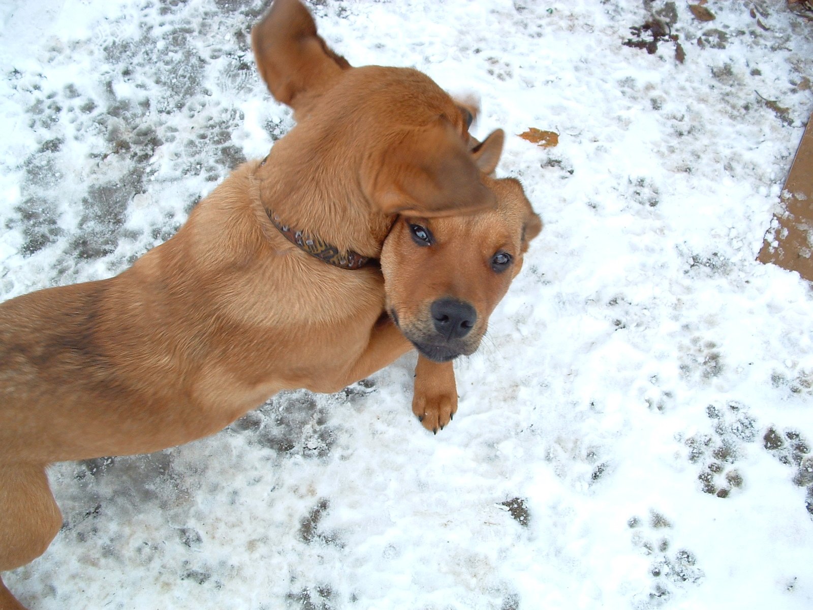 a dog with his head tilted back in the snow