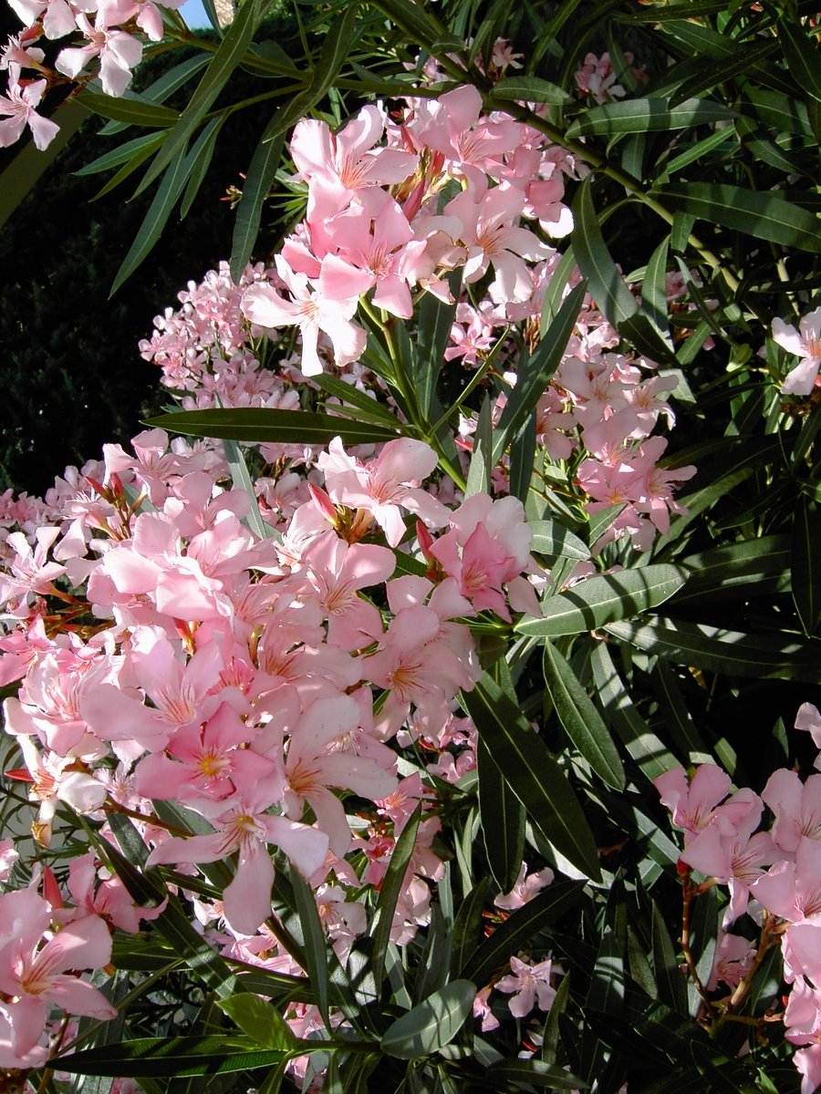 a bush with pink flowers on a sunny day