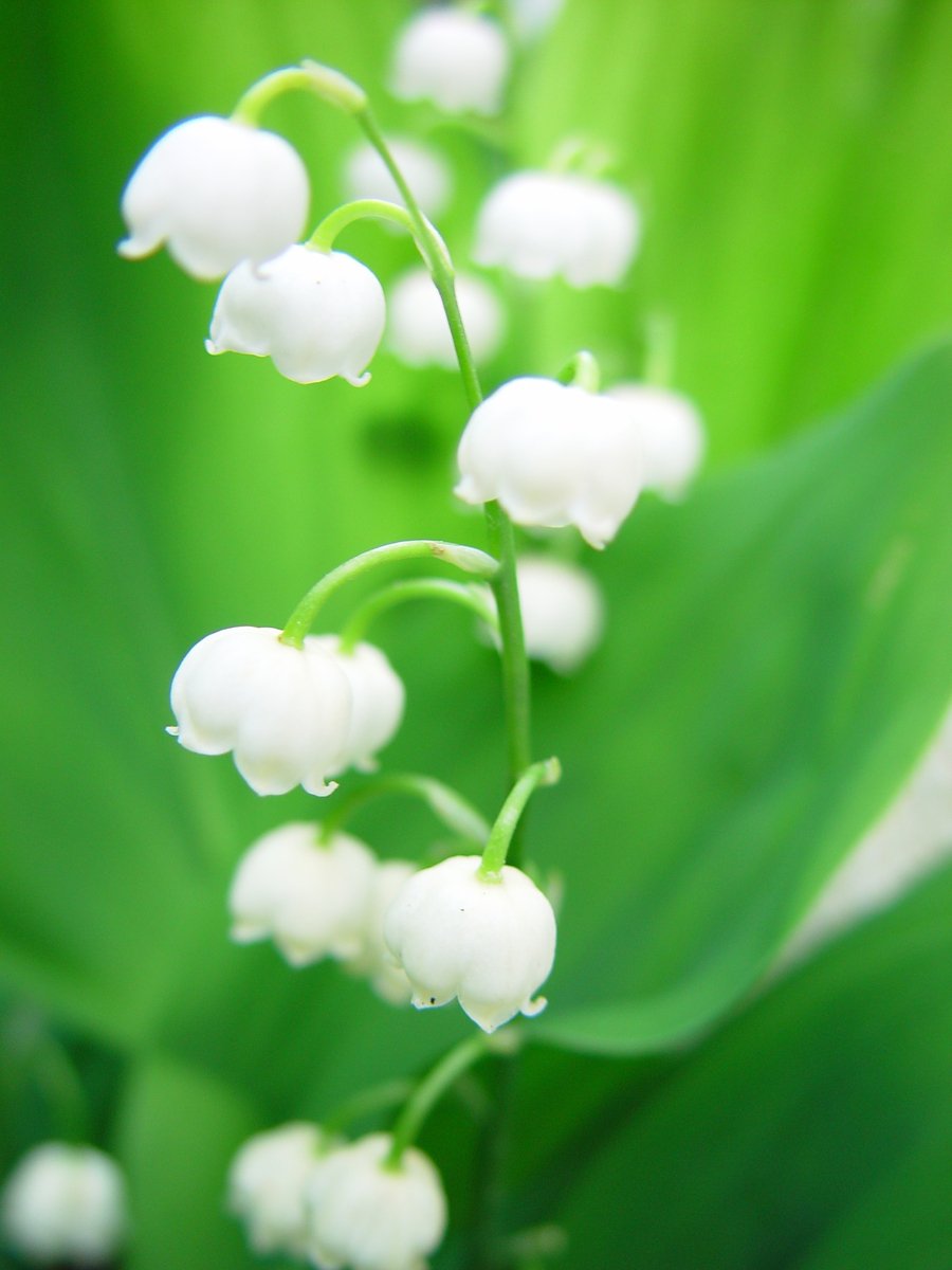 lily of the valley flowers in bloom during the day