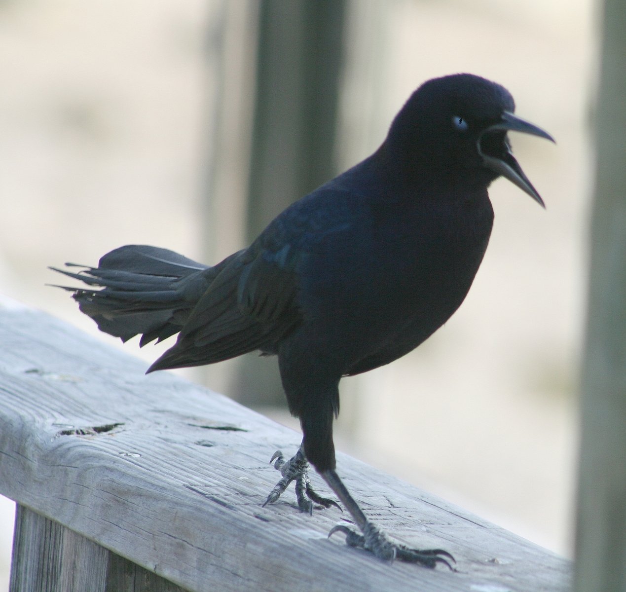 a black bird standing on top of a wooden dock