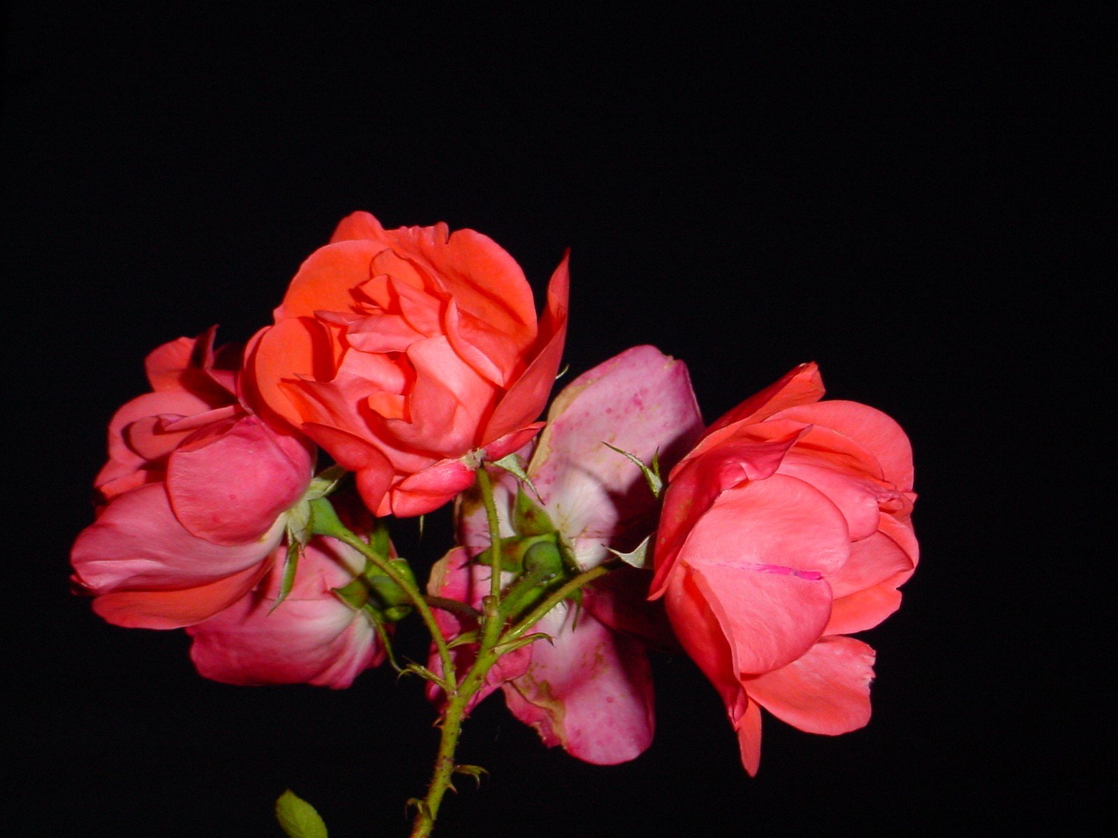 a picture of some pink roses against the dark background