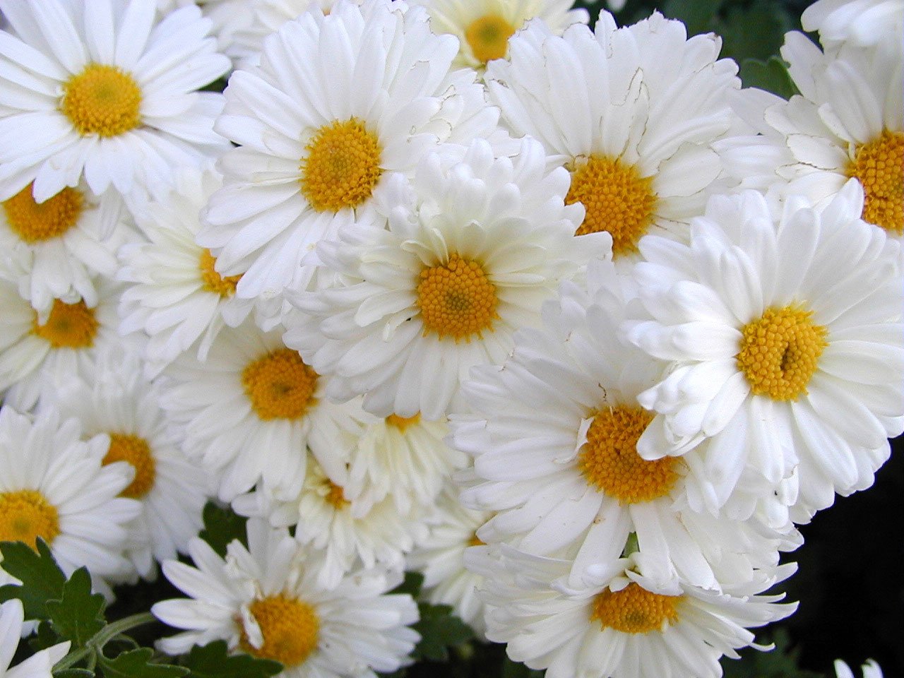 close up view of many white flowers with yellow centers