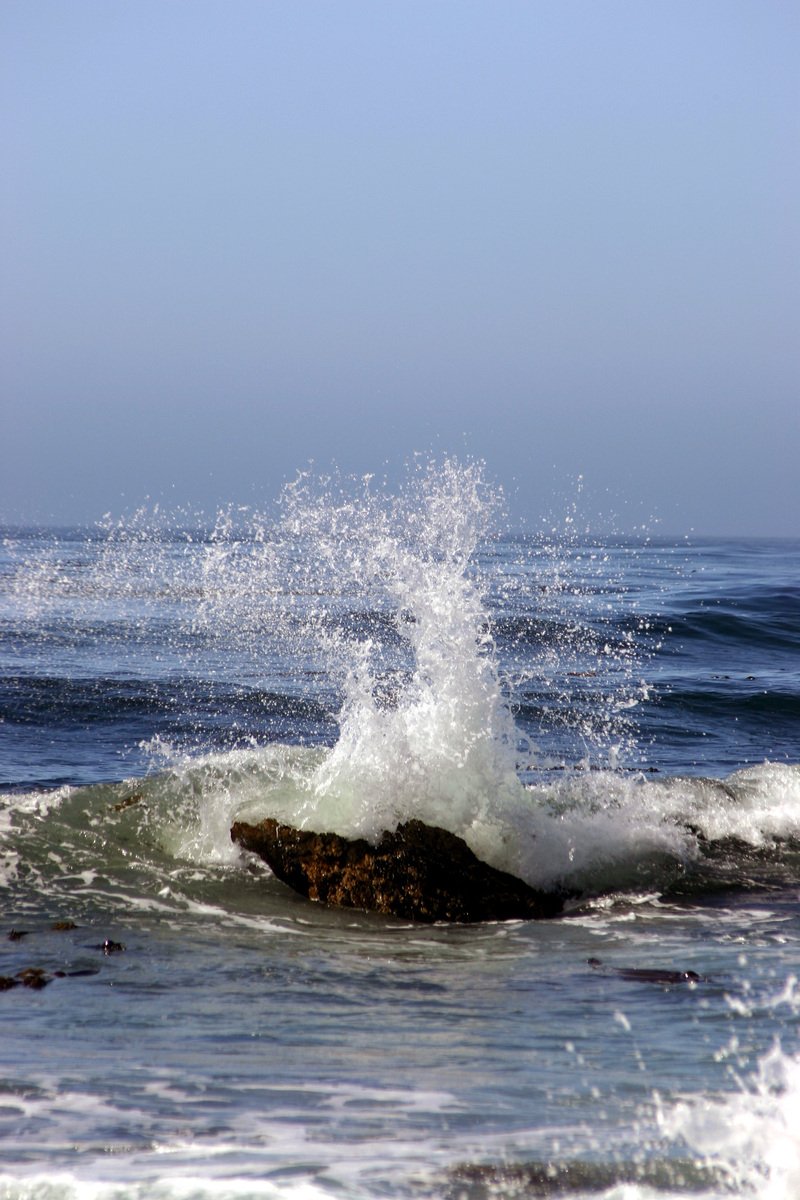 a bird is sitting on a rock with a wave in the water