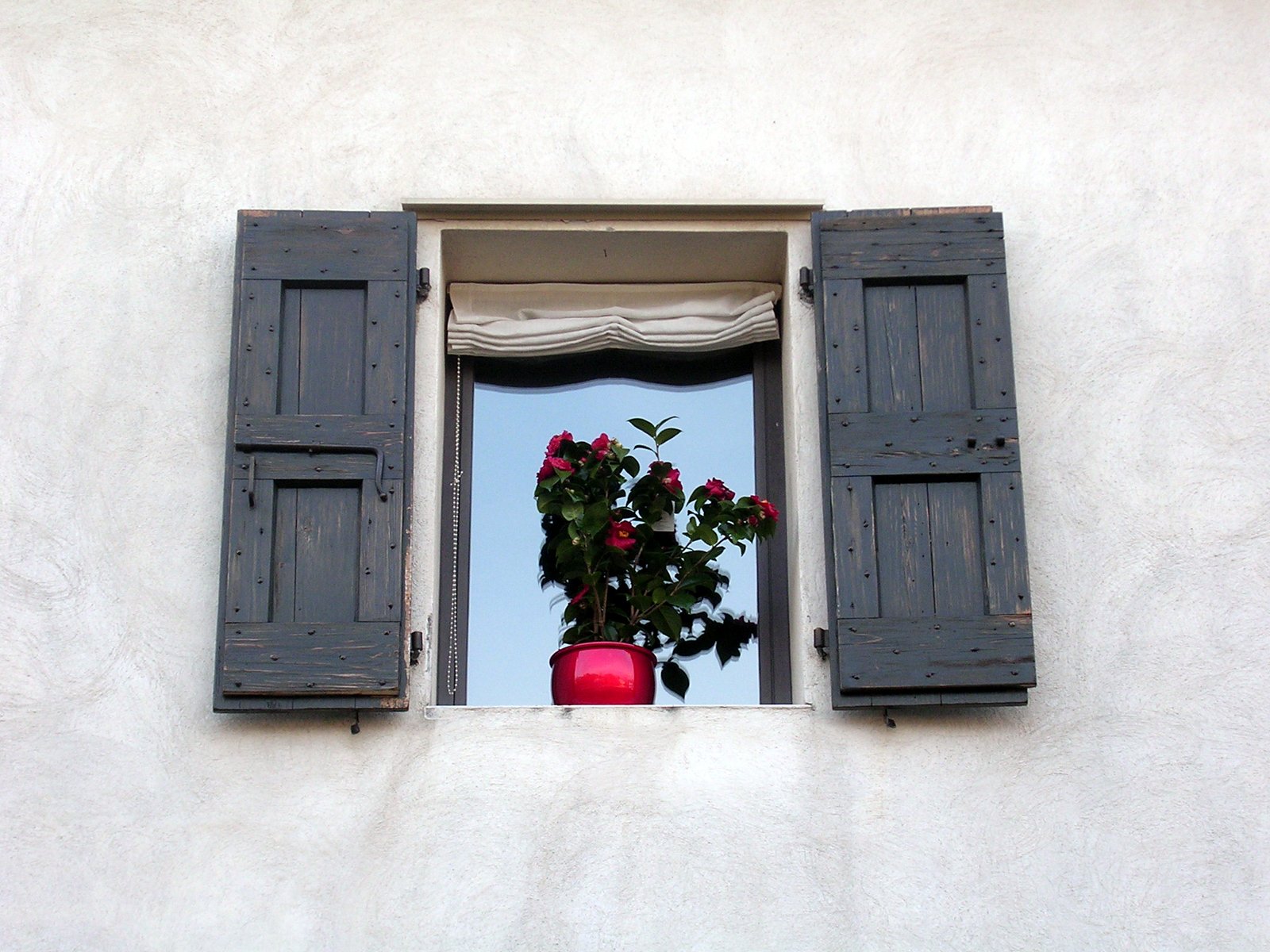 potted plant in red vase, seen from window of building