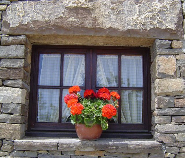 red flowers in a pot sit on a ledge near an open window