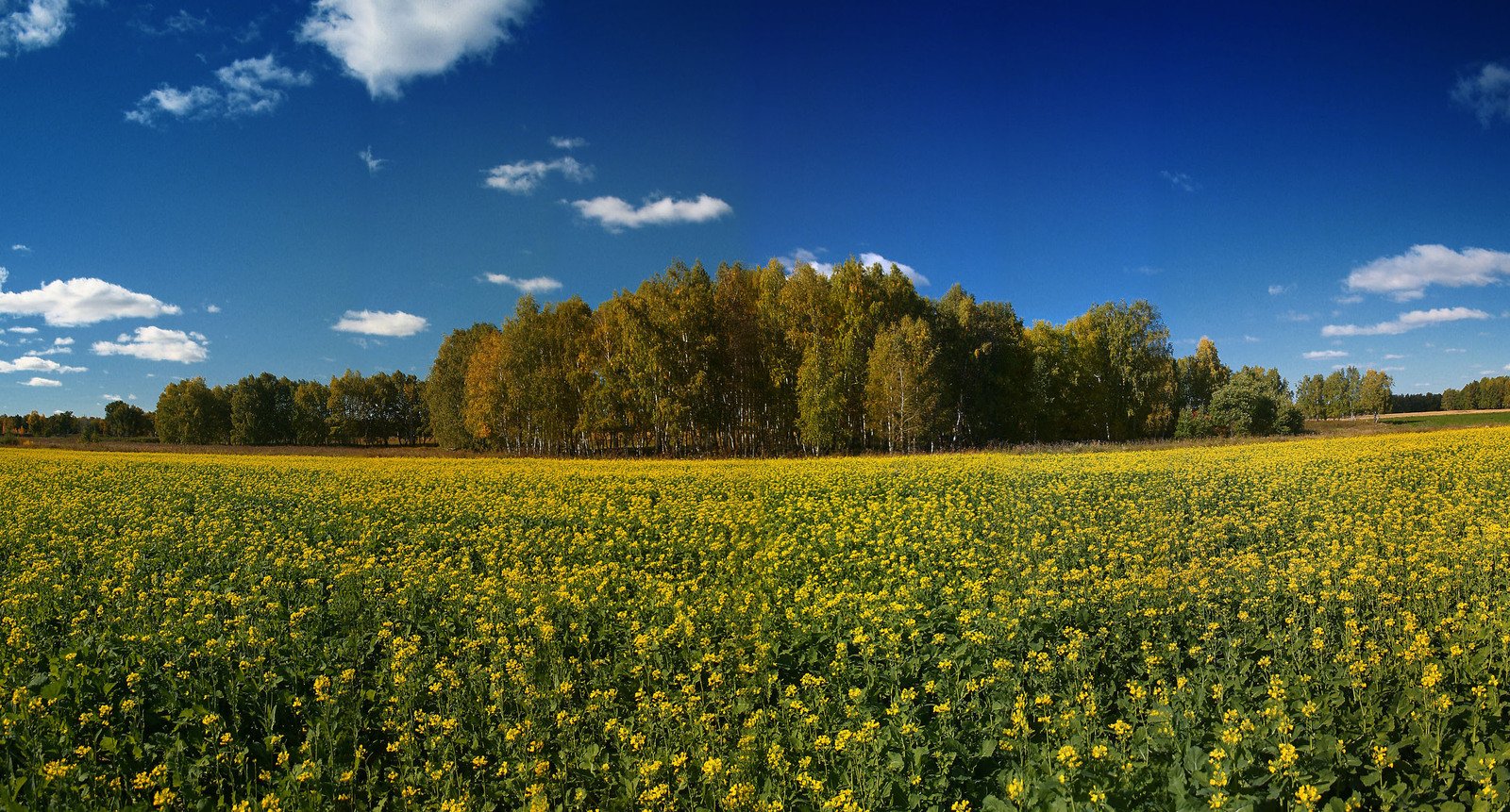 there is a field full of green and yellow flowers