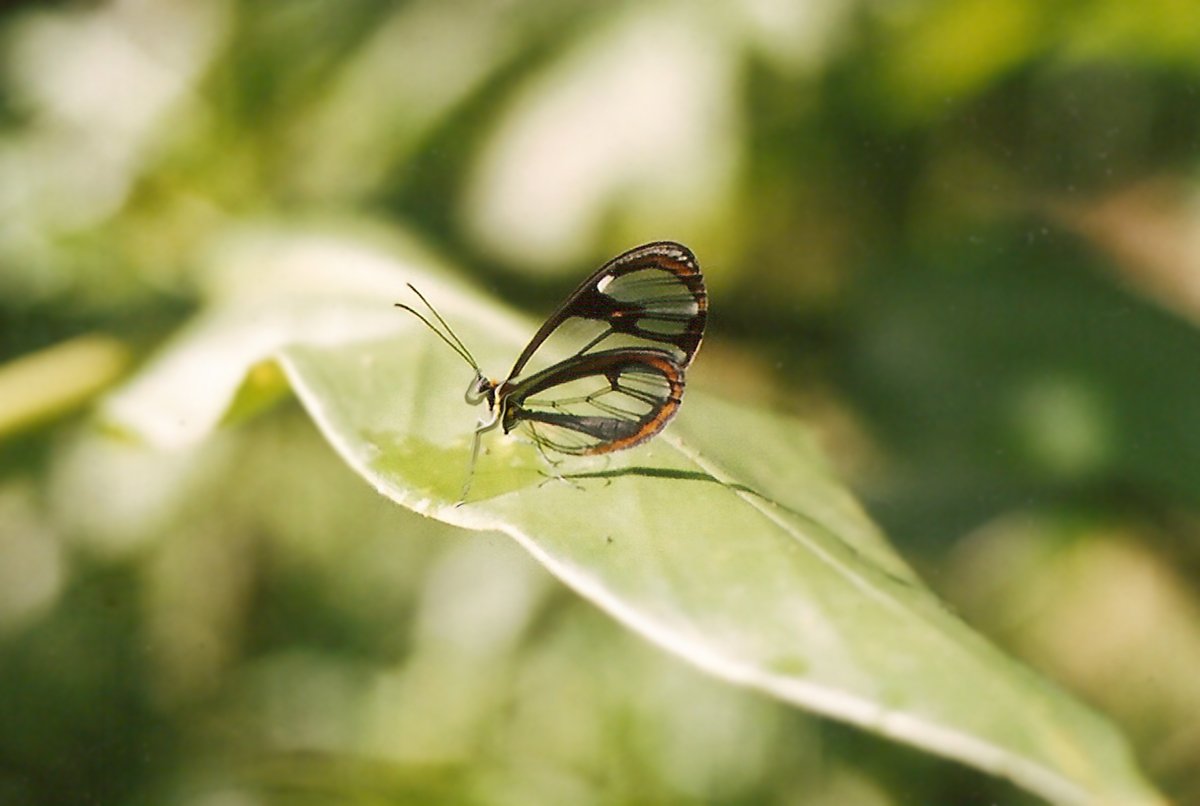 there is a large black and brown erfly sitting on a green leaf