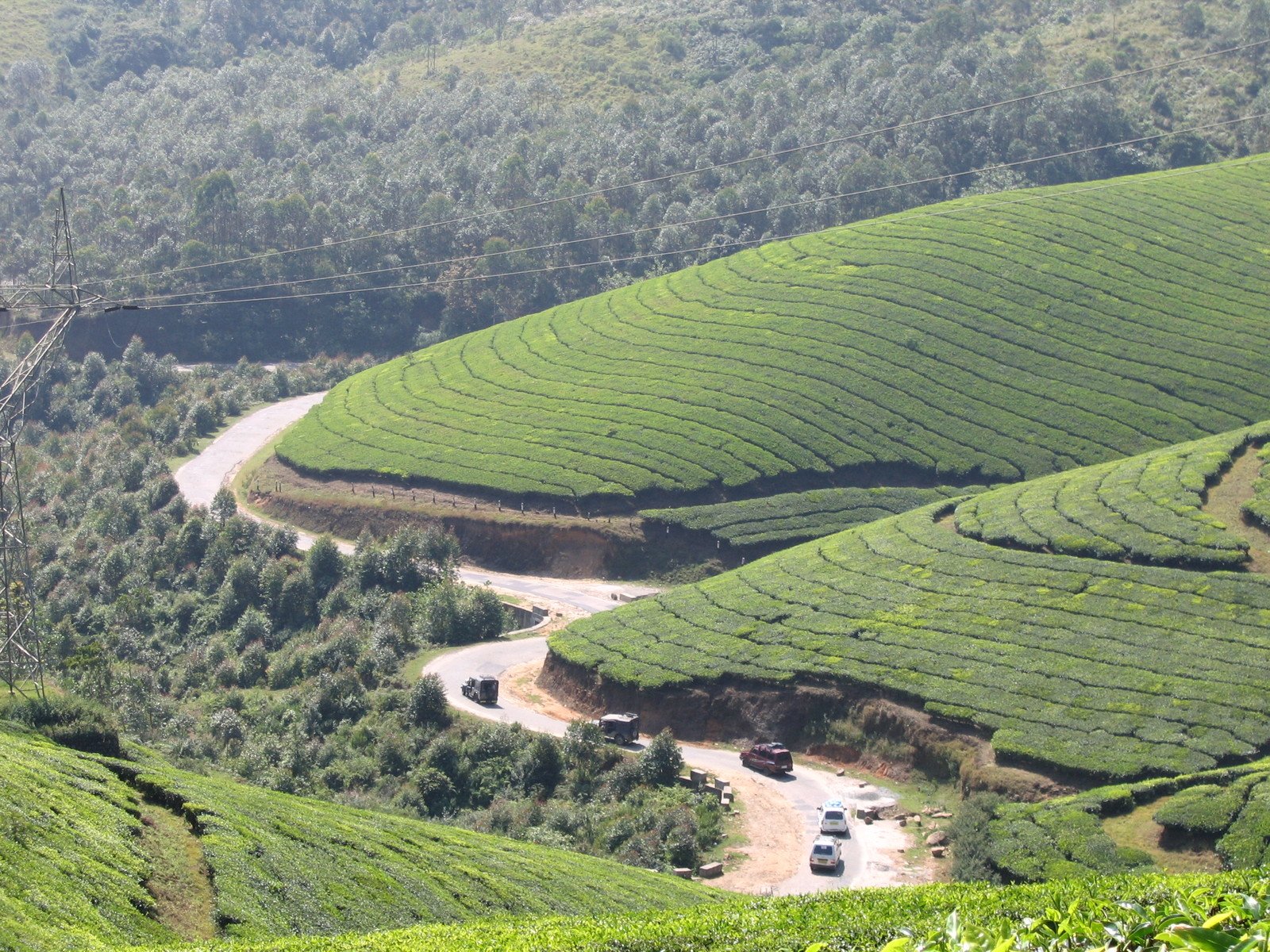 the roads are winding up into a tea estate