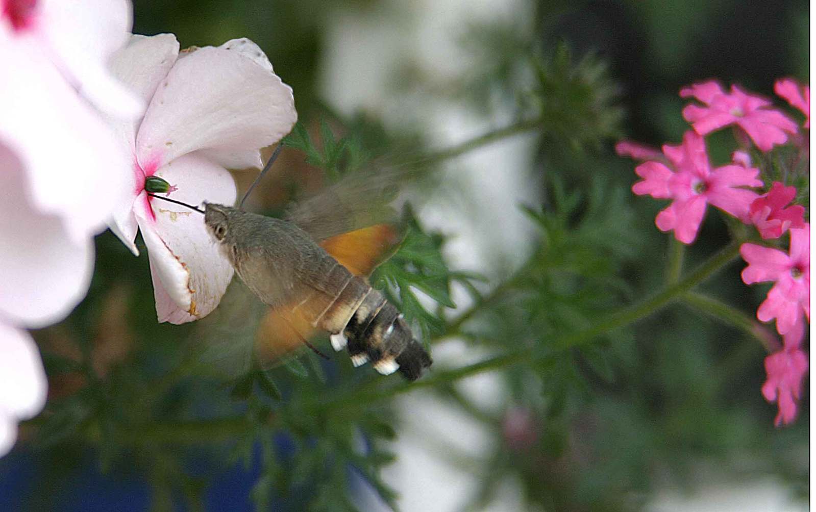 a hummingbird perched on a pink flower, surrounded by white and red flowers