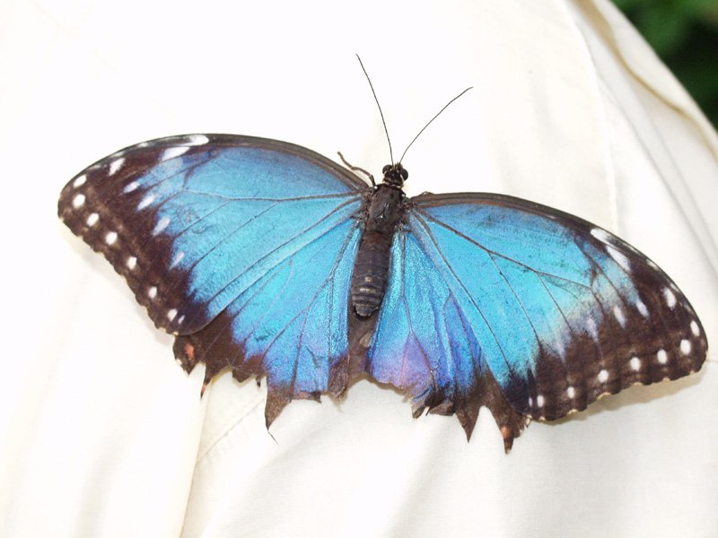 a blue and white erfly sitting on the back of a mans chest
