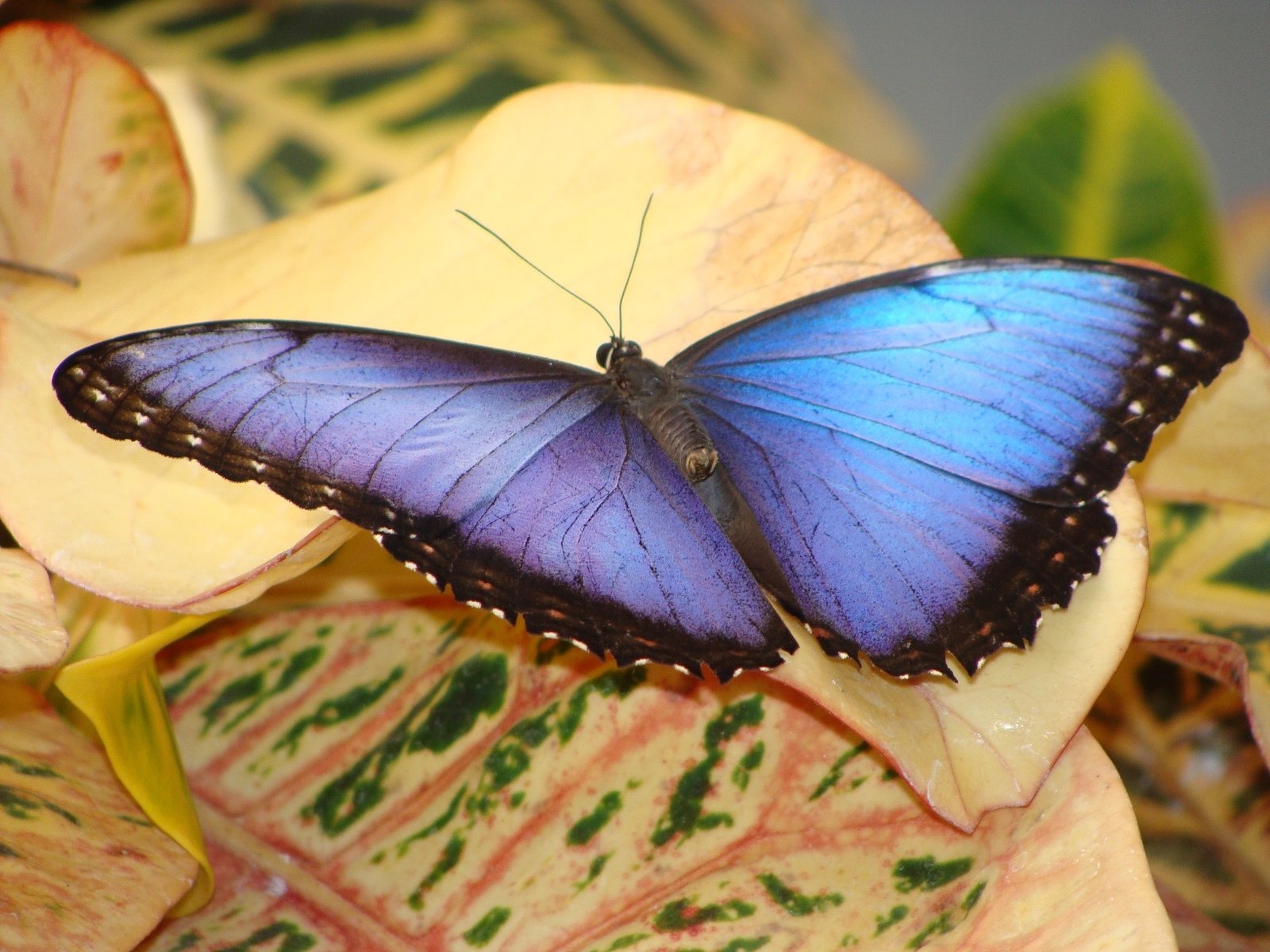 there is a blue and black erfly sitting on a purple flower