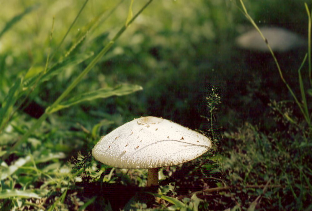 a mushroom is sitting on the ground on grass