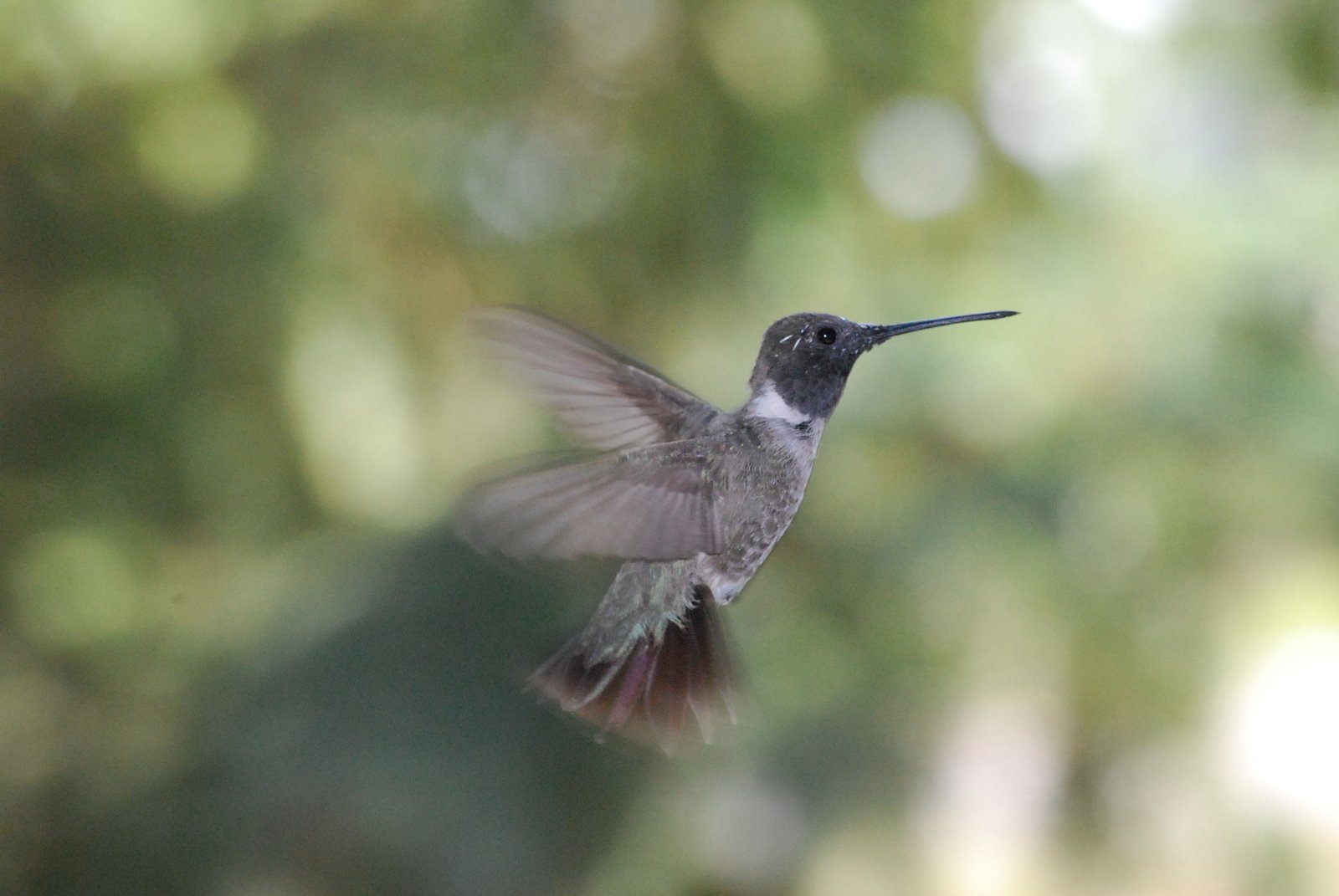 the small bird flies through the air with a blurry background