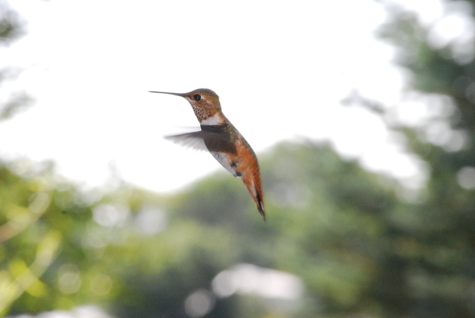 a hummingbird hovering through the air near trees