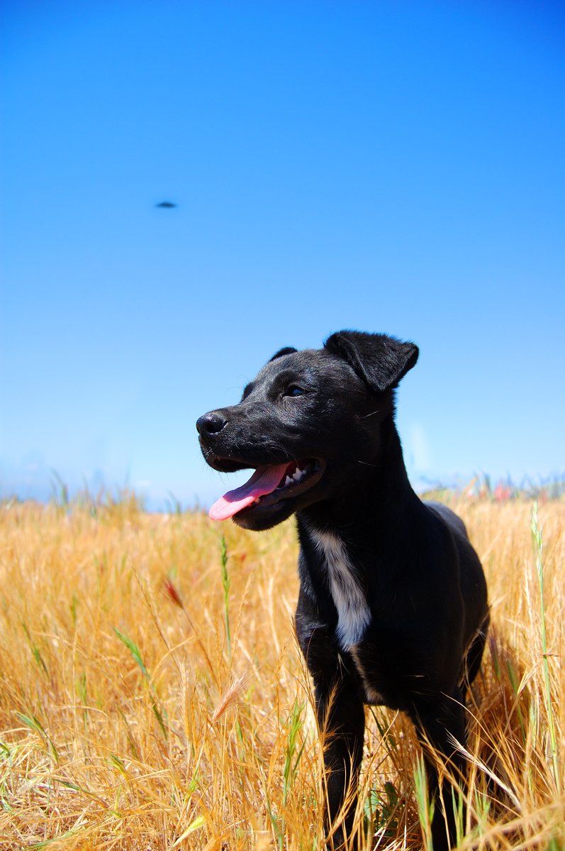 a dog is standing in the grass with his tongue hanging out