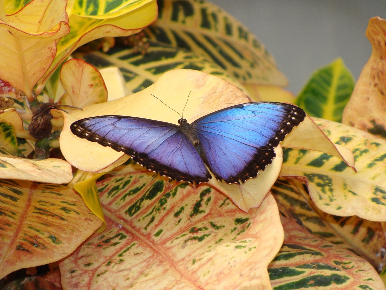 a blue erfly with black spots sitting on some colorful leaves