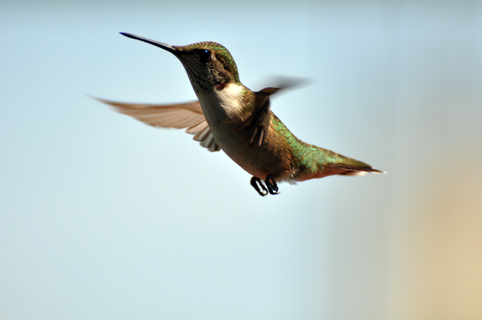 the hummingbird is flying high in the sky