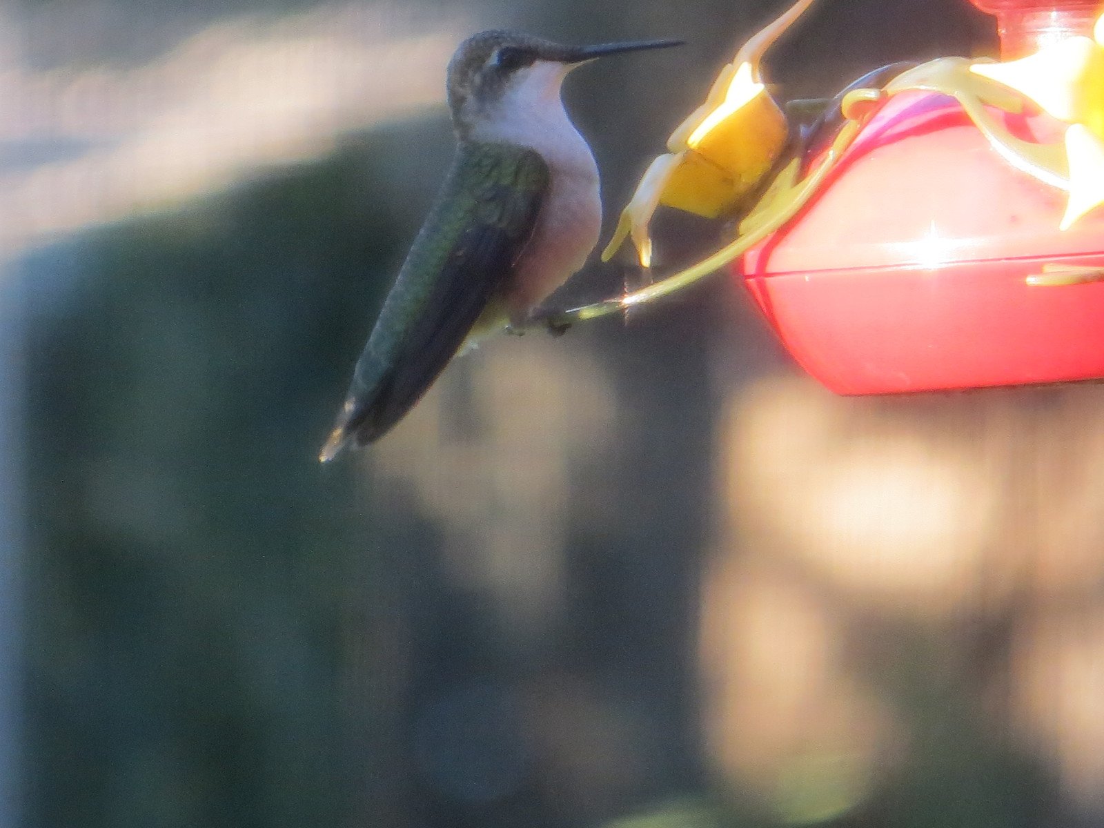 a hummingbird perched at a bird feeder with flowers on it