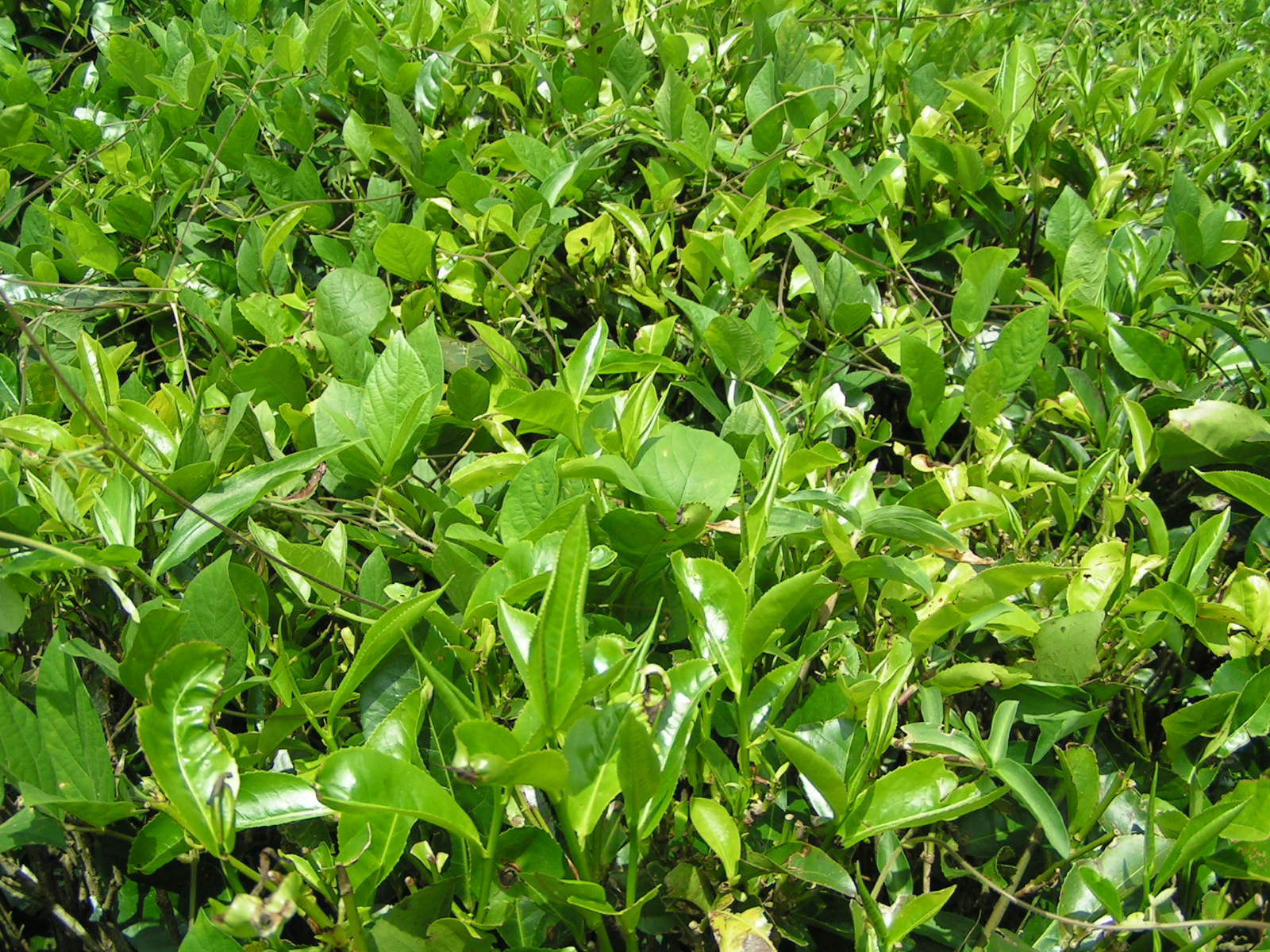 a close up of a patch of green plants