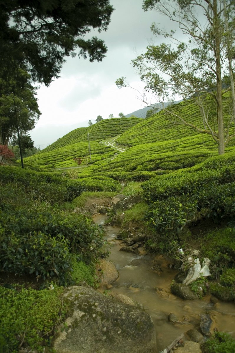 a creek running through a lush green tea garden