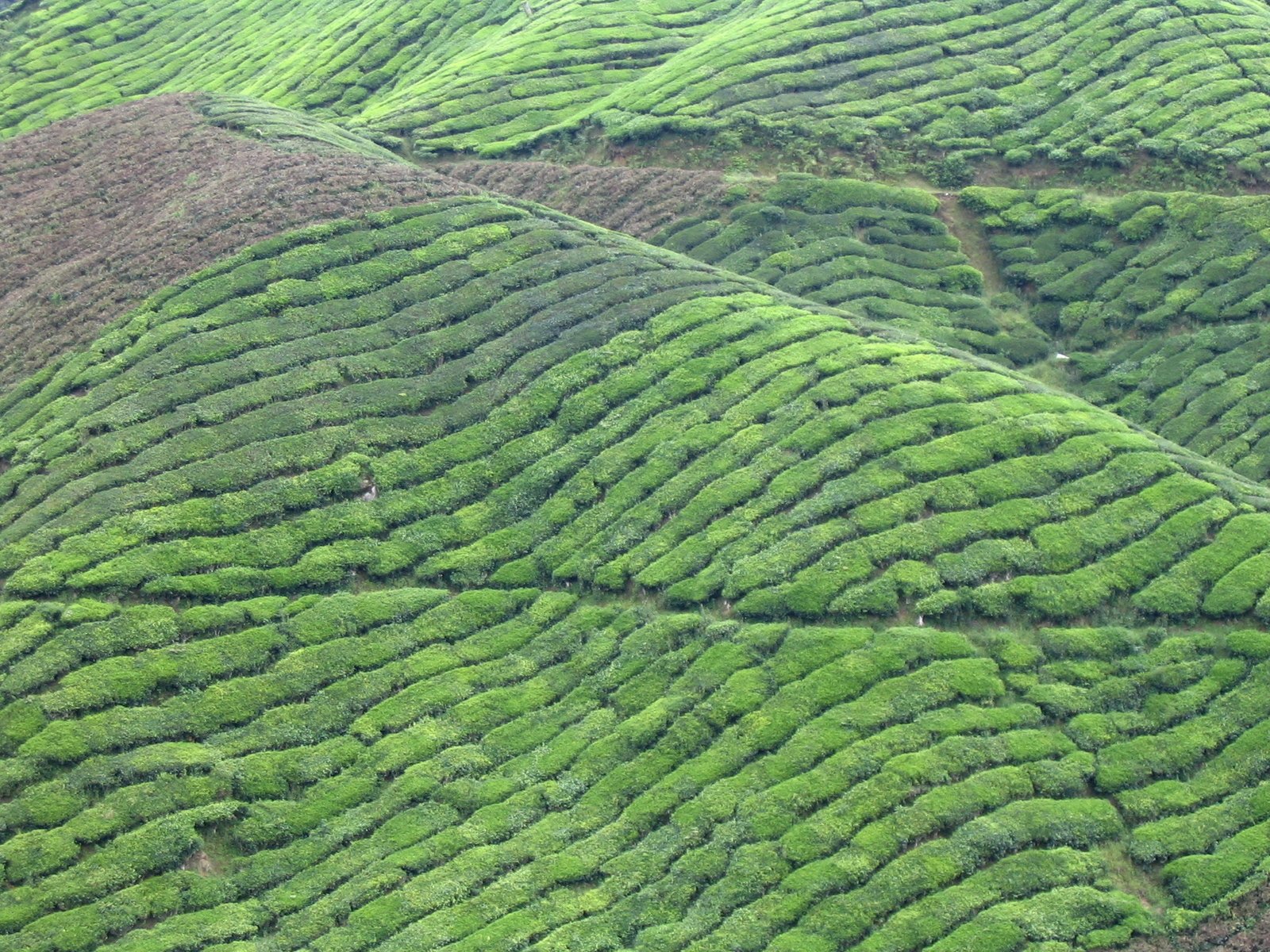 the mountains are filled with rows of tea bushes