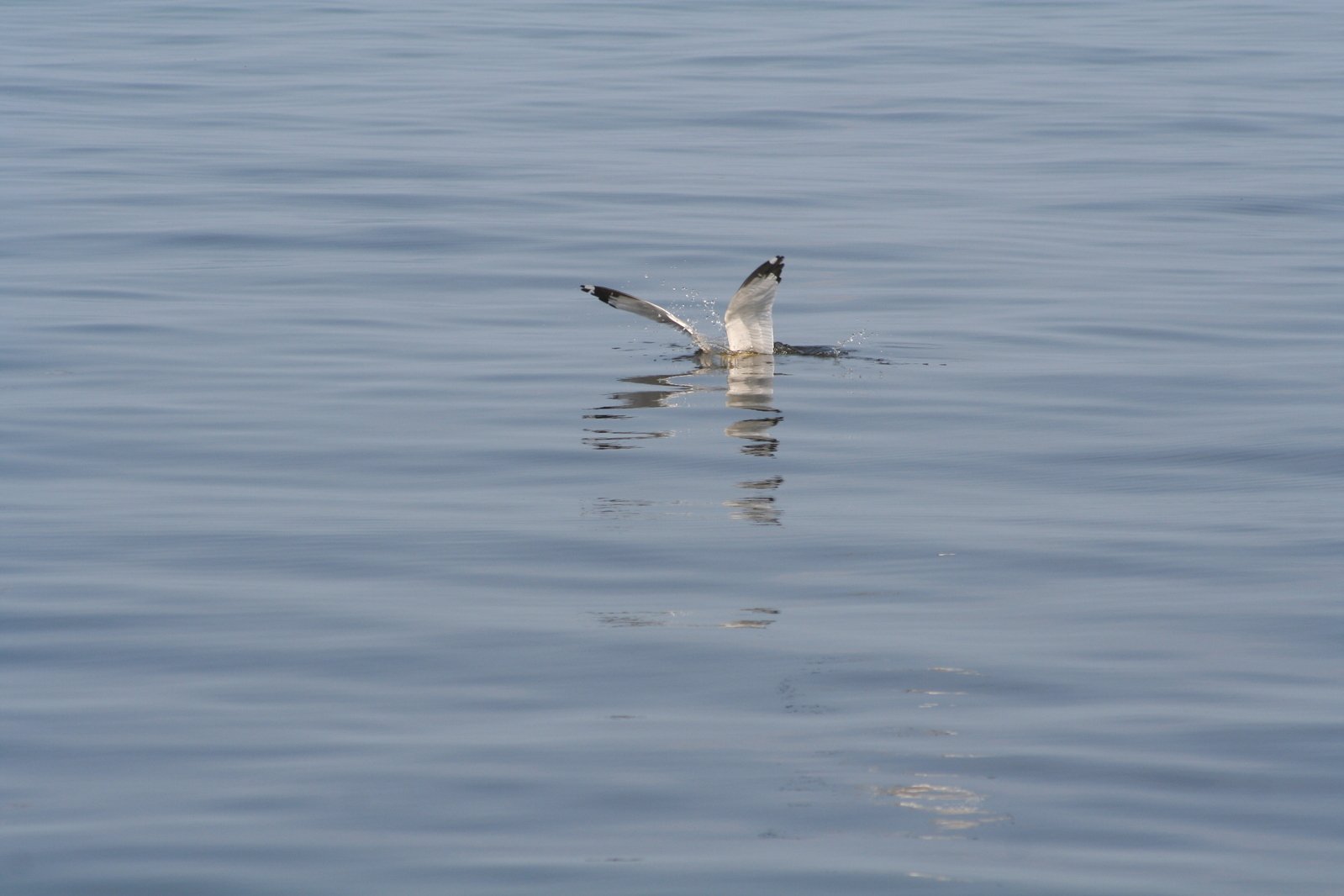 a large bird swimming on top of water