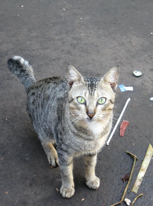 a cat is standing near a broken tooth