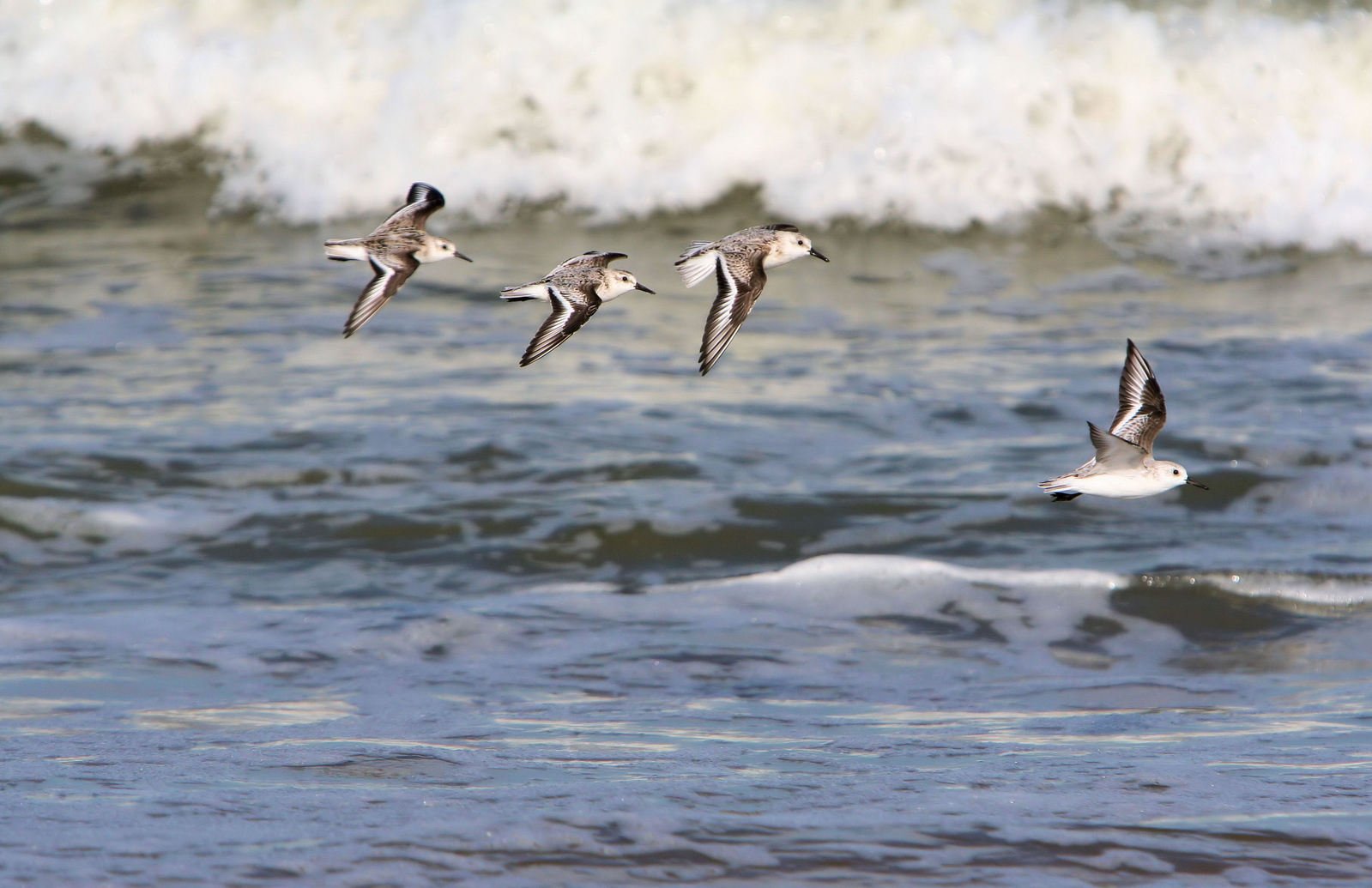 four birds fly close to the water as a wave rolls behind them