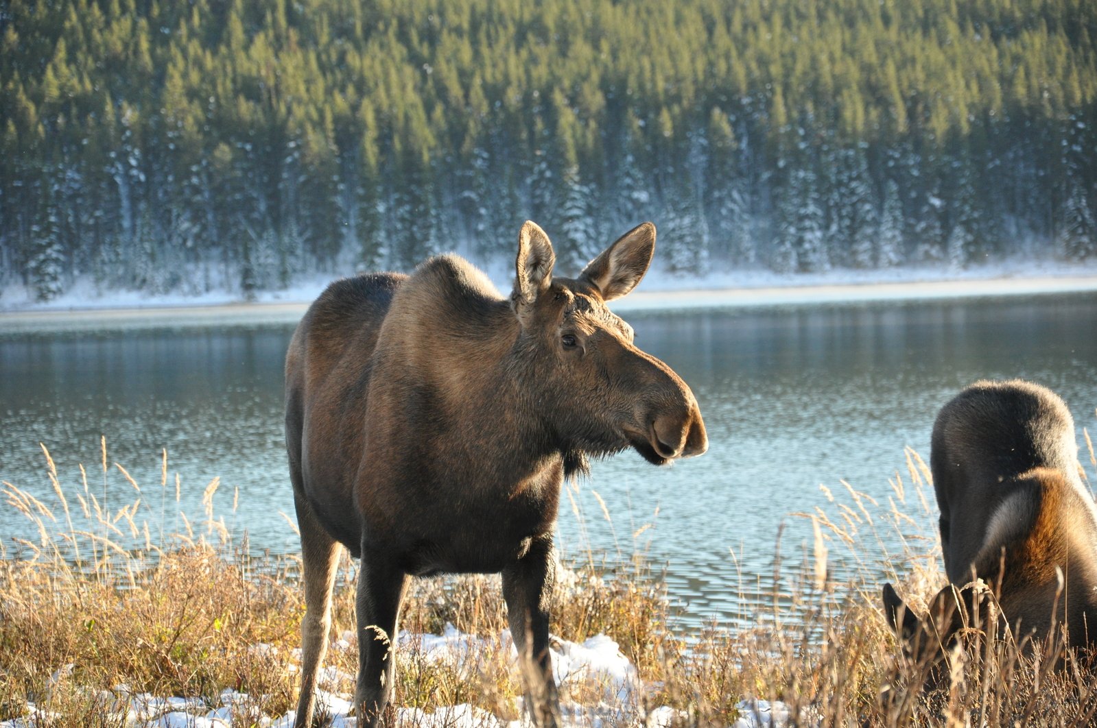 a large moose standing next to another moose on a field
