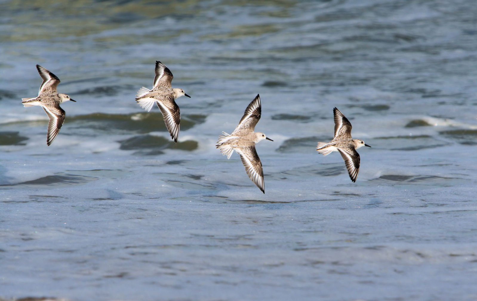 four birds flying over the ocean water and having trouble in flight