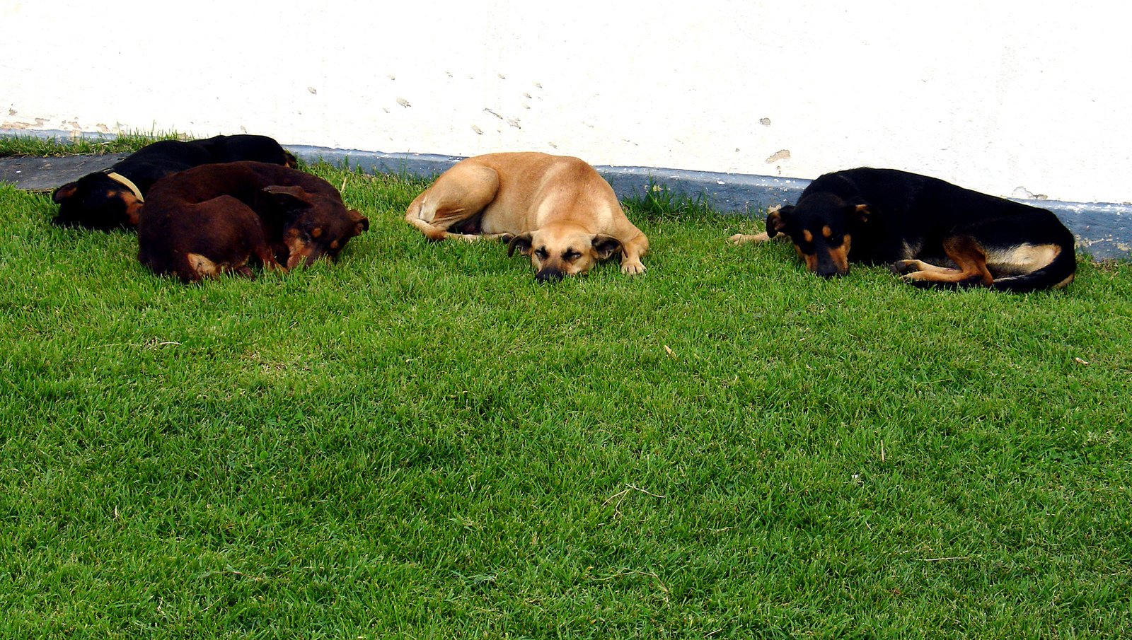 some very pretty dogs laying in the grass